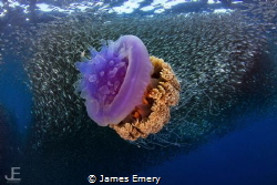 Jellyfish and Sardines
 by James Emery 